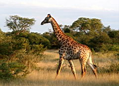 giraffes akeru IMG_4439.jpg
